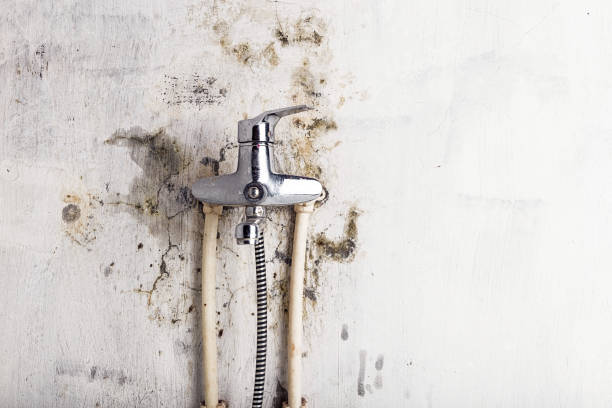 Randleman, NC Mold Removal Pros