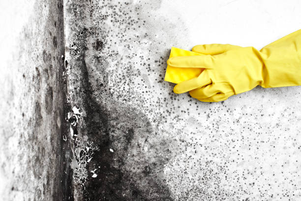 Best Black Mold Removal  in Randleman, NC