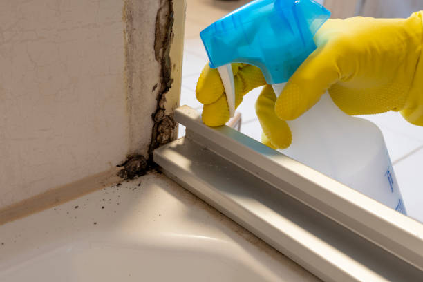 Best Fast Mold Removal  in Randleman, NC