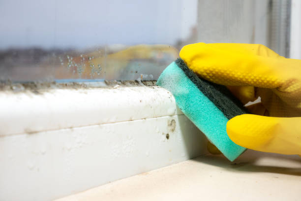 Reliable Randleman, NC Mold Removal Solutions