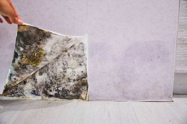Certified Mold Removal in Randleman, NC